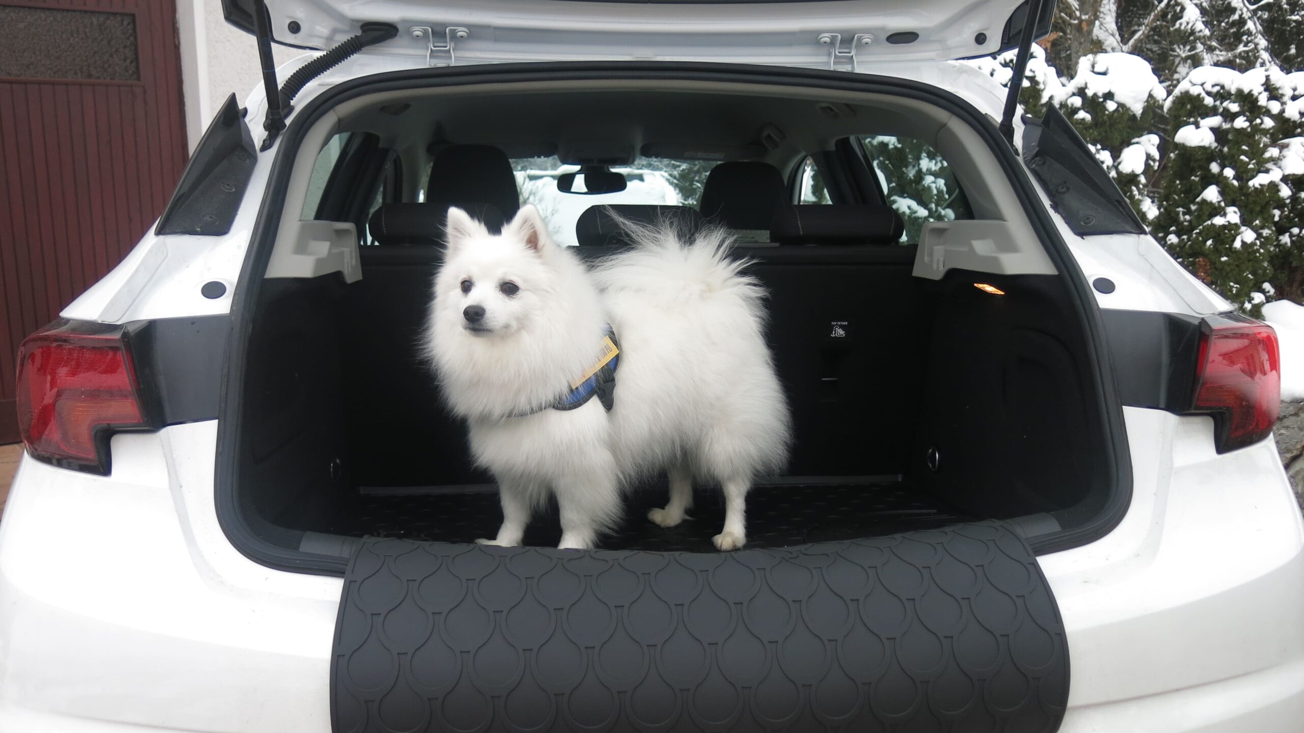 Dog inside of a trunk - MULTIMAT -WWW.SAMAD.MK-LISTING